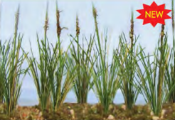 Dried Cattails 1.5" (24) - Model - Image - Pop Weasel