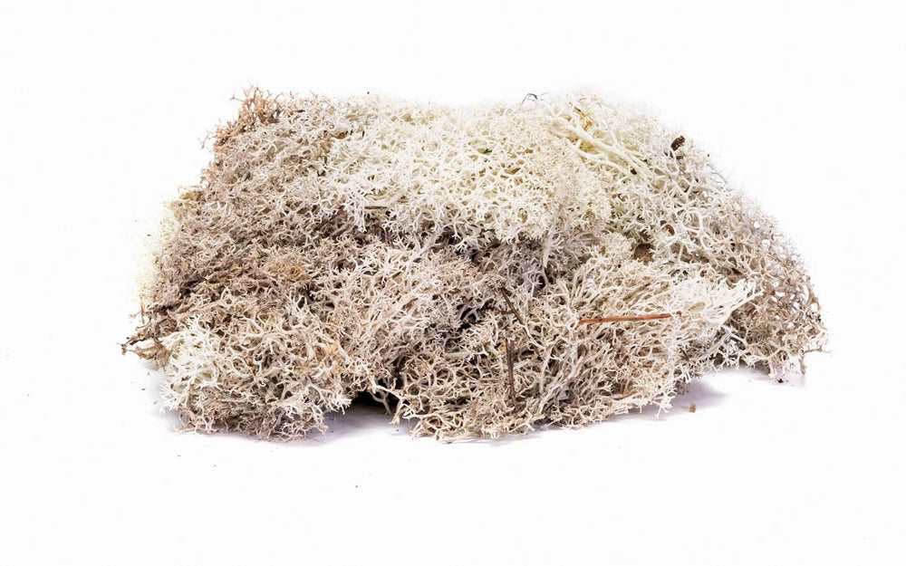 Lichen: Stone Grey - Model - Image - Pop Weasel