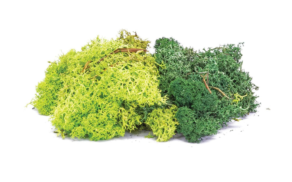Lichen: Green Mix - Model - Image - Pop Weasel