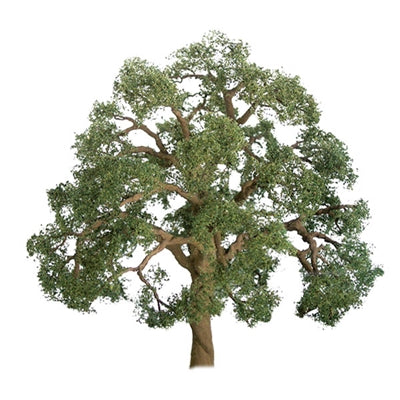 50mm Live Oak (3) - Model - Image - Pop Weasel