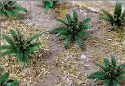 HO: 16mm Ferns (12) - Model - Image - Pop Weasel