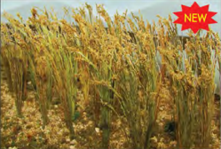 Wheat 2" (40) - Model - Image - Pop Weasel