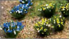 Wild Grass (48) - Model - Image - Pop Weasel